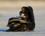 Southern Giant Petrel preening, Volunteer Point, Falklands