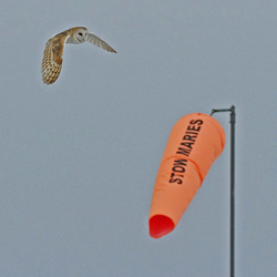 Barn Owl in Flight