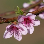 Peach blossom (Prunus persica)