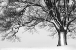 Majestic Tree