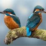 Digital - Silver - John Powell - Mr  Mrs