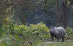 Rhino