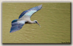 Hadeda Ibis