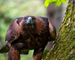 Golden Eagle