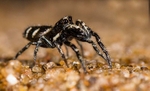 Zebra Spider - Male