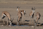 Springbok
