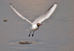 Black-Headed Gull