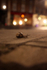 Urban snail at night in a Bristol Street