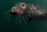 Grey Seal - Halichoerus grypus