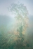 tree of character