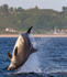 CHANORY DOLPHIN 2026 41