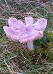 Pnk Waxcap