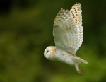 Barn Owl