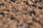 260626-191410-01162
