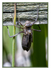 Dragonfly Exuvia