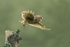 F Little Owl May