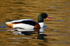 Shelduck