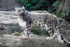 Snow Leopard