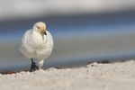 Snowy Sheathbill, Sea Lion Island, Falklands