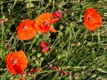 Shoreham Fort - 81