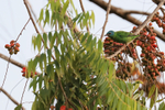 Blue Dacnis portfolio