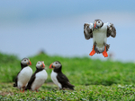 Atlantic Puffin landing with fish, Farne Islands