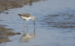 Greenshank