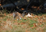 Grey Squirrel