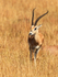 Grant's Gazelle, Masai Mara, Kenya