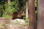 Brown Bear