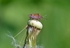 Hairy Shieldbug