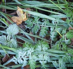 Wolverton frost