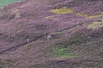 Barrow Fell-1