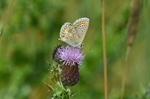Common Blue