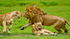 Growl