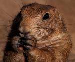 Prairie Dog