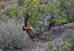 Griffon Vulture