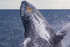 Breach close-up. 0A3A9227