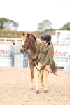 Class 417 - Handsomest Gelding (IH or Ridden) Jnr portfolio
