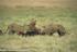 N'gorongoro crater