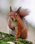 Red Squirrel sat on a moss-covered log on Brownsea Island