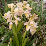 Hybrid Orchis - Orchis x colemanii ( Orchis mascula x O. pauciflora)