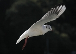 090917 SEAGULL03 IMG_7121