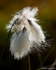 Common Cottongrass