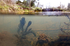 Toads spawning in Bristol Pond_021