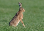 Brown Hare