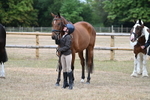 Class 5a Most Handsome Gelding (above 14.2hh) portfolio