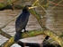 Cormorant