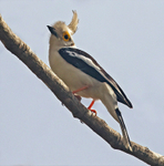 White Crested Helmet Shrike.