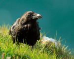 Raven close-up on the cliff-top at Durlston